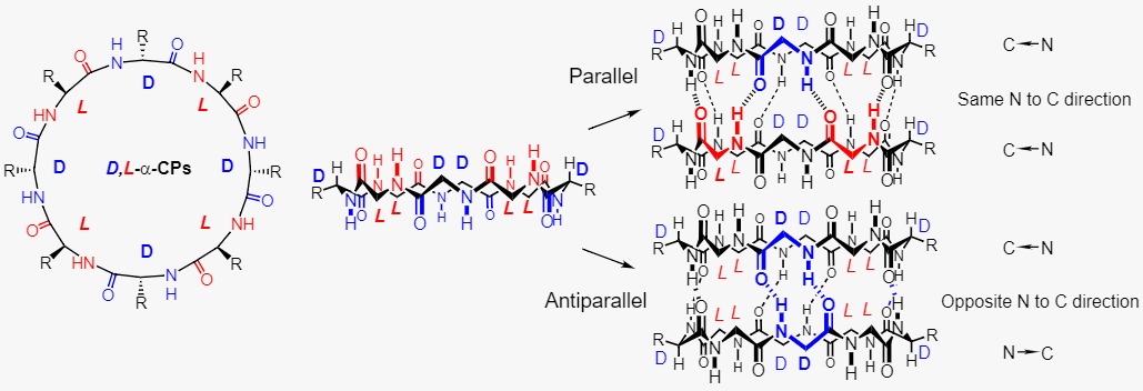 <br><b>Parallel vs Antiparallel arrangement</b> <p style='text-align:justify;'><br>The SCPNs are formed by spontaneous stacking of closed peptide rings through hydrogen bonding (H-bonding) interaction. In principle, <em>D,L</em>-α-cyclic peptides can assemble in either parallel or antiparallel β-sheet like ring stacking arrangement, or in a mixing manner:</p>
        <p style='text-align:justify;'>
<b>-Parallel Orientation:</b> In this conformation, peptide chains run in the same direction, aligning the N-terminus of one chain with the N-terminus of the other, and the C-terminus with the C-terminus. For cyclic <em>D,L</em>-α-peptides formed by an even number of alternating <em>D</em>- and <em>L</em>-amino acid residues, this parallel stacking (<em>L</em>-face to <em>D</em>-face or <em>L-D</em>) involves the formation of tubular structures through H-bonding between the rings. </p>
<p style='text-align:justify;'>
    <b>-⁠Antiparallel Orientation:</b> In this arrangement, peptide chains run in opposite directions, aligning the N-terminus of one chain with the C-terminus of the other. Cyclic <em>D,L</em>-α-peptides can also form antiparallel β-sheet-like structures where rings stack through H-bonding in <em>L</em>-face to <em>L</em>-face (<em>L-L</em>) and <em>D</em>-face to <em>D</em>-face (<em>D-D</em>) modes. In pure antiparallel tubular self-assembly, cyclic peptides alternately associate with <em>L-L</em> and <em>D-D</em> modes.</p>
<p style='text-align:justify;'>
Depending on your application, you can choose between pure parallel stacking (<em>L-D</em> mode) or antiparallel stacking (<em>L-L</em> and <em>D-D</em> modes), or a mix of both. </p>